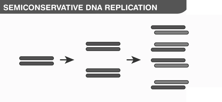 Representation of semiconservative DNA replication