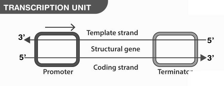 Process of transcription from DNA to RNA