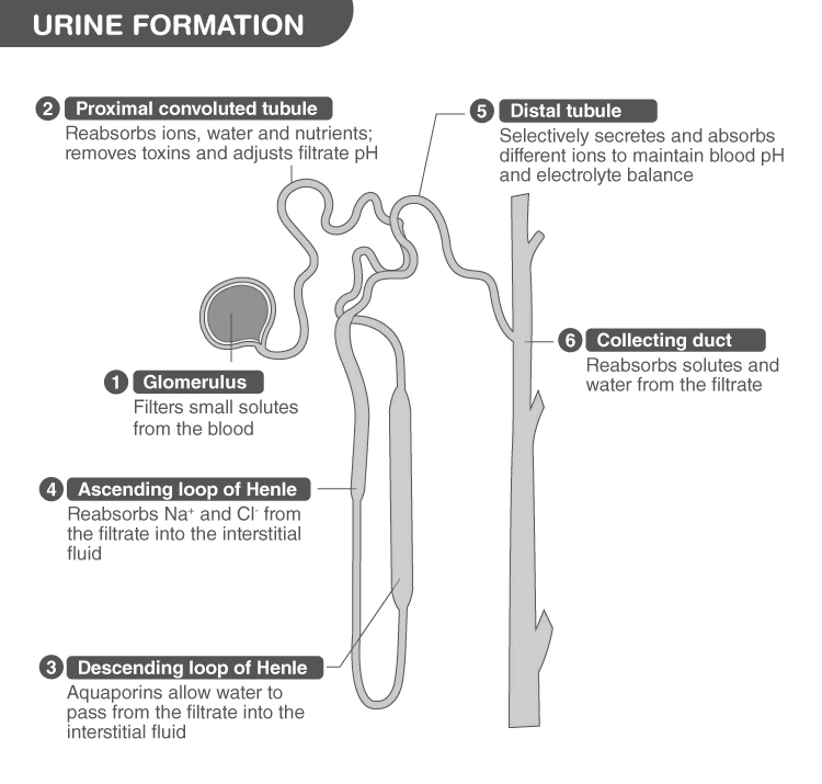 Diagram illustrating the process of urine formation in the nephron