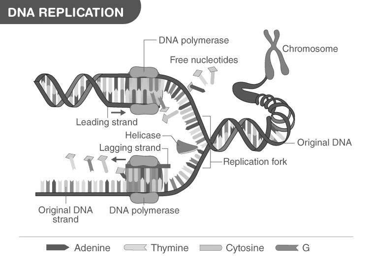 Diagram showing the machinery and enzymes involved in DNA replication