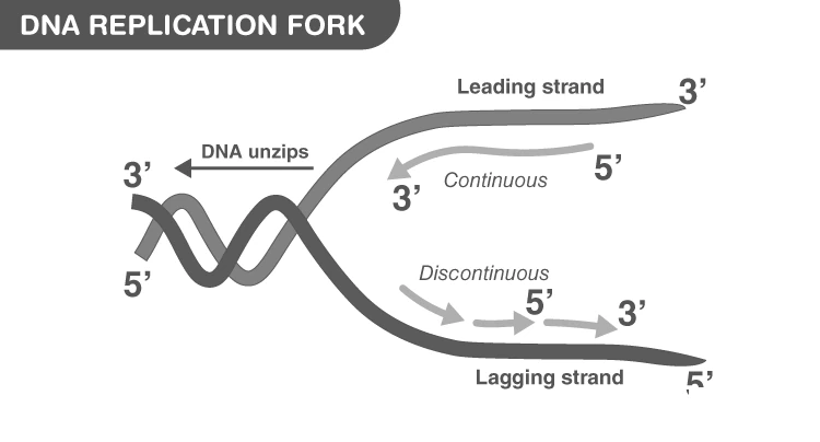 Illustration of the replication fork showing leading and lagging strand synthesis