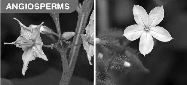 Image from analysis Uploaded image analysis