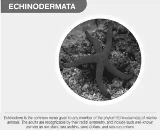 Image from analysis Uploaded image analysis