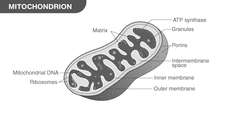 Detailed diagram of mitochondrion showing membranes and internal structures