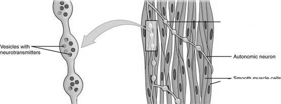 Diagram illustrating muscle contraction mechanism