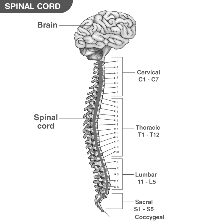 Diagram illustrating the spinal cord and vertebral column anatomy