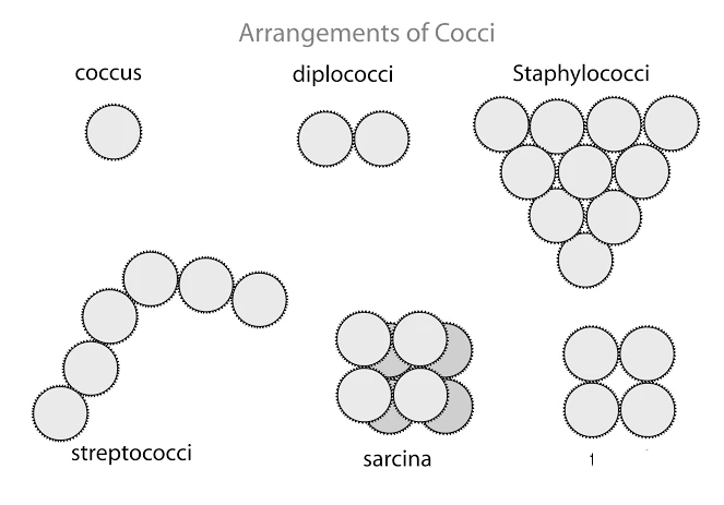 Various arrangements of cocci bacteria