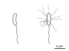 Image from analysis Uploaded image analysis