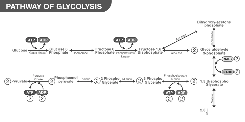 Stepwise process of glycolysis