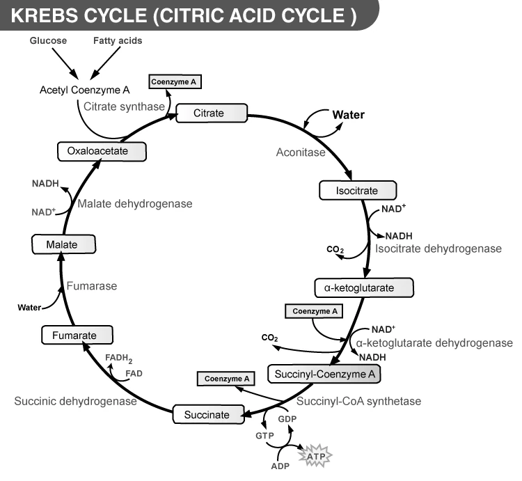 Diagram of Krebs cycle reactions