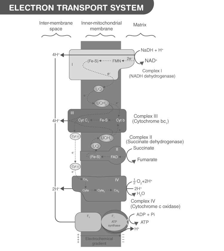 Electron transport chain complexes in mitochondria