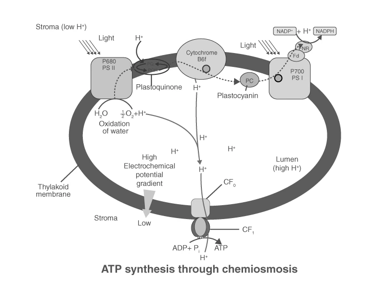 ATP synthesis mechanism in chloroplasts