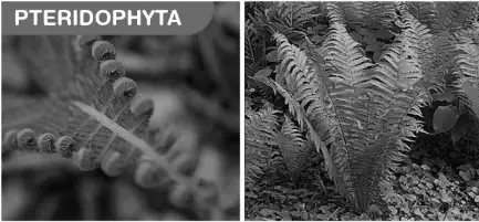 Image from analysis Uploaded image analysis