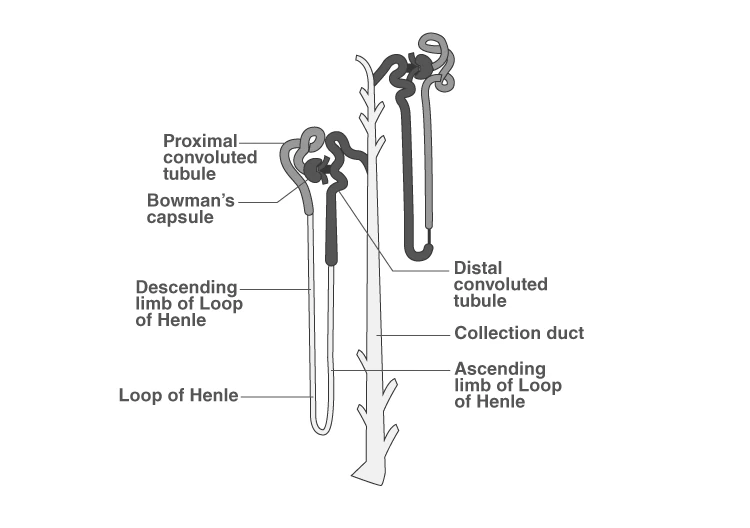Detailed diagram of a nephron showing its parts