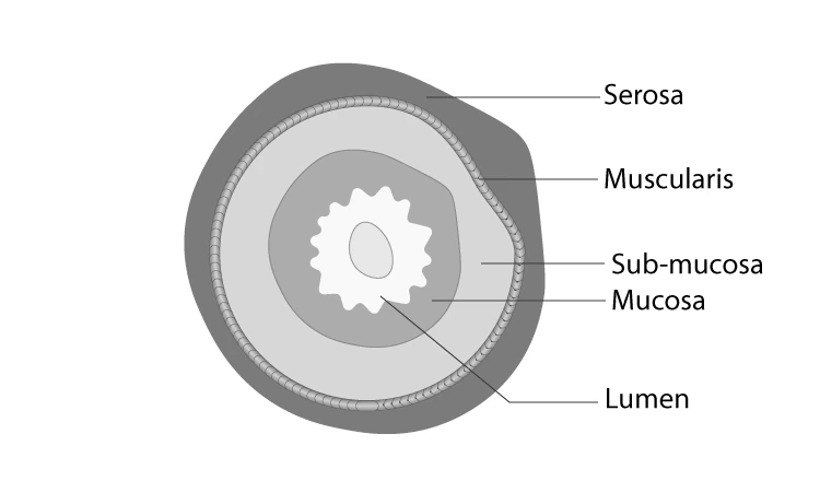 Transverse section of the human stomach showing layers and inner linings