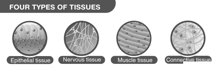 Diagram showing different types of animal tissues