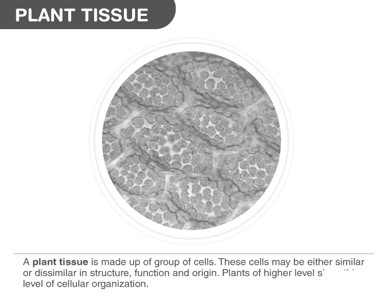 Diagram illustrating plant tissue systems