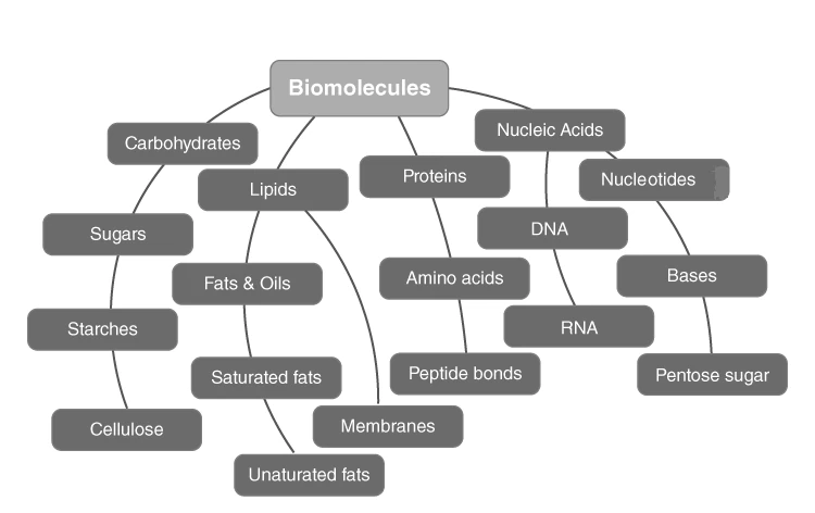 Illustration representing various biomolecules