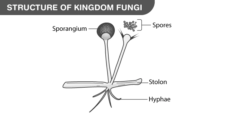 Microscopic structure of fungal hyphae and mycelium