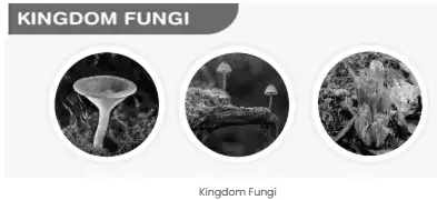 Image from analysis Uploaded image analysis