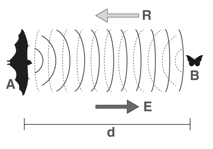 Bat using echolocation