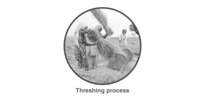 Threshing process in agriculture