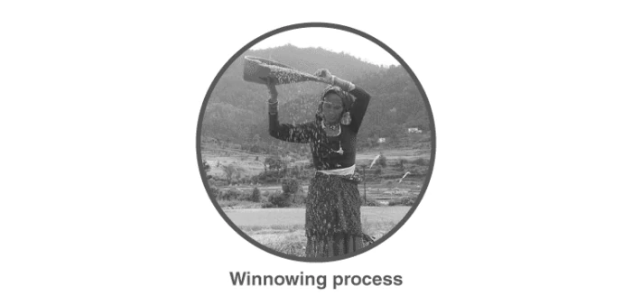 Winnowing process to separate grains