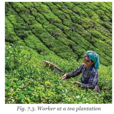 Tea plantation worker
