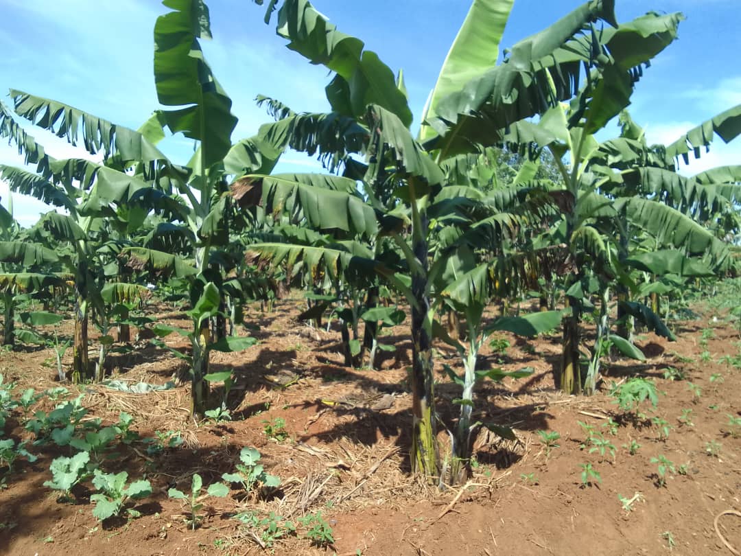 Quality inputs supplied to farmers on commission