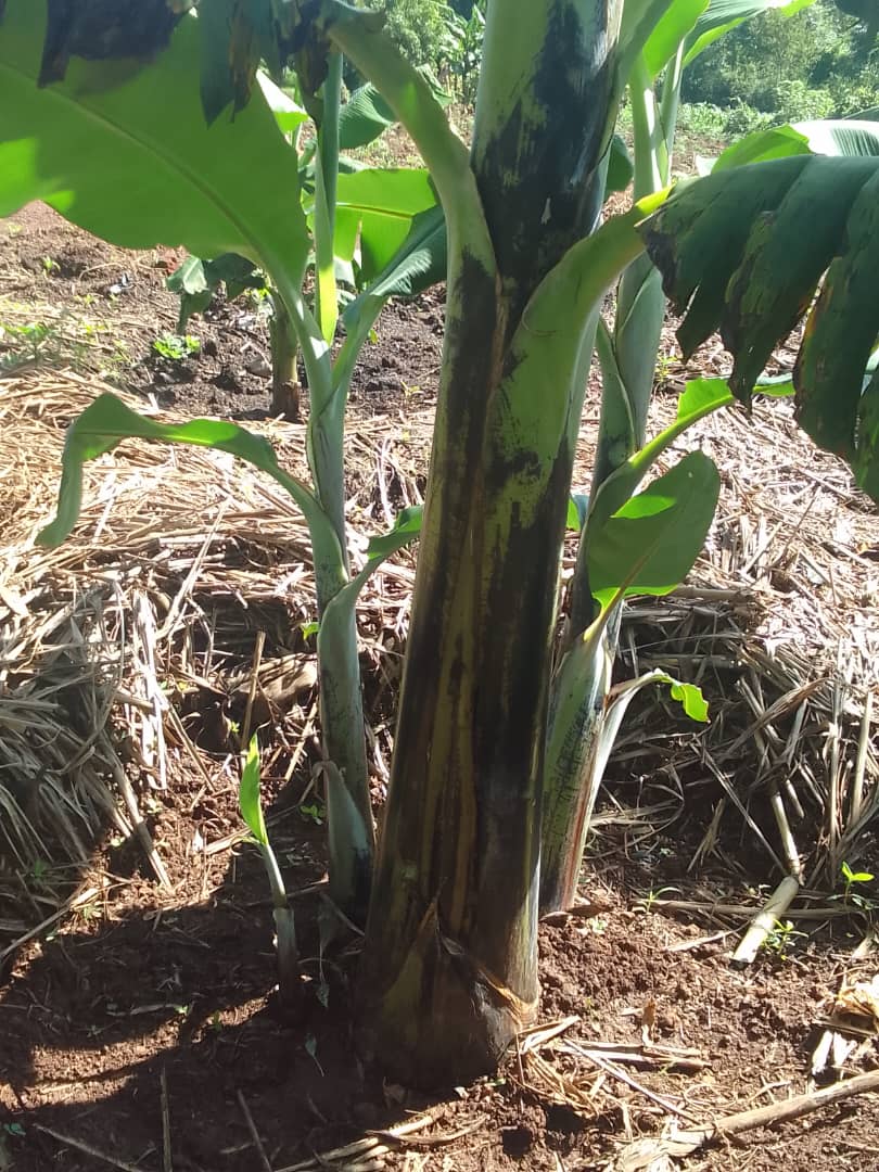 Training farmers on agronomic practices in Iganga