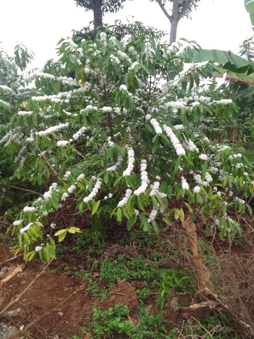 NALG village agent visiting a farmer's garden in Iganga