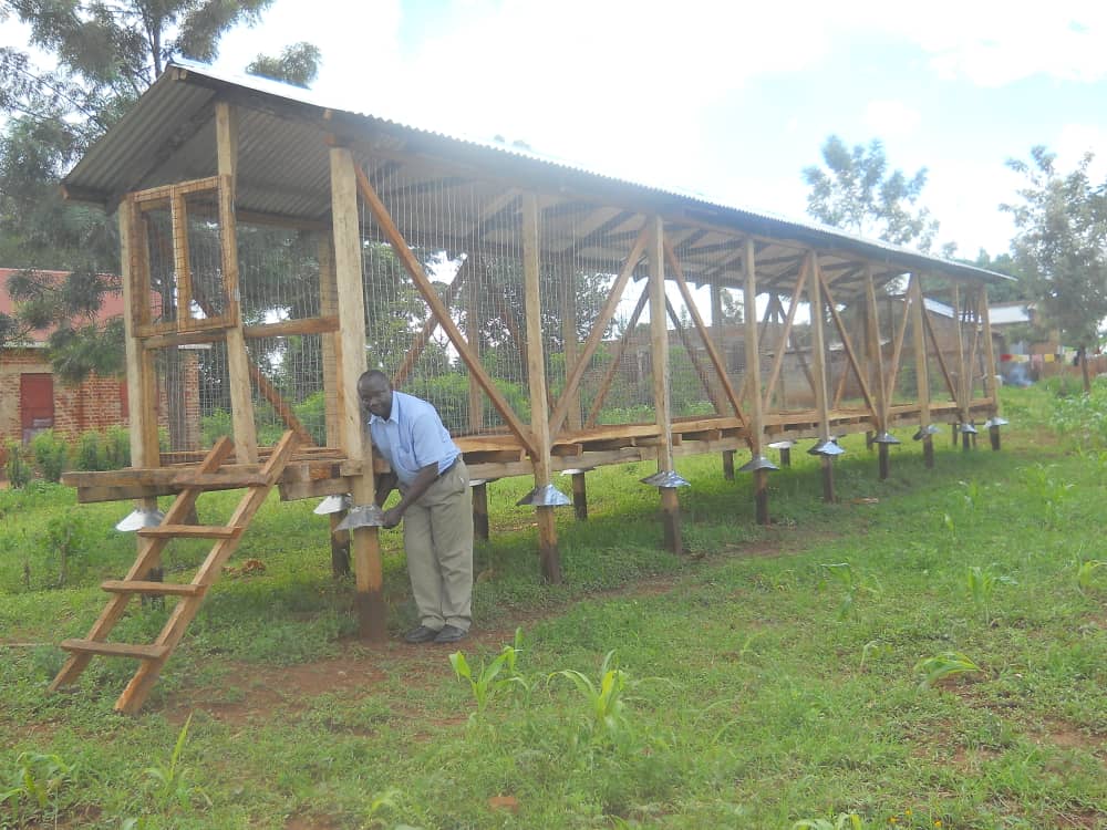 Farmer walking through green fields in Iganga