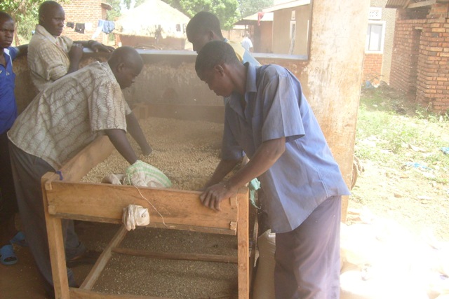 Coffee and cocoa produce from Iganga farmers