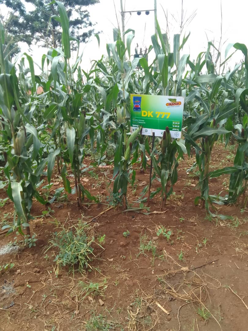 Farmer tending crops in Nakigo