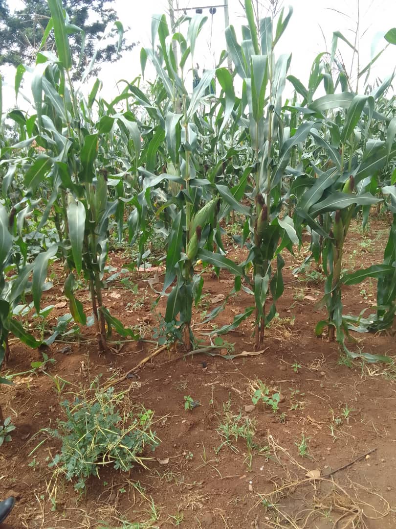 Village agent supporting a farmer in the field