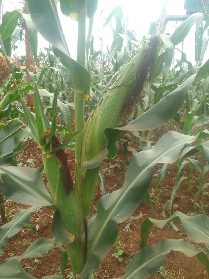 NALG field activity in Iganga