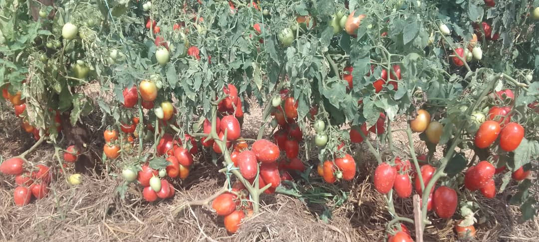 Quality seed and fertilizer inputs supplied to farmers