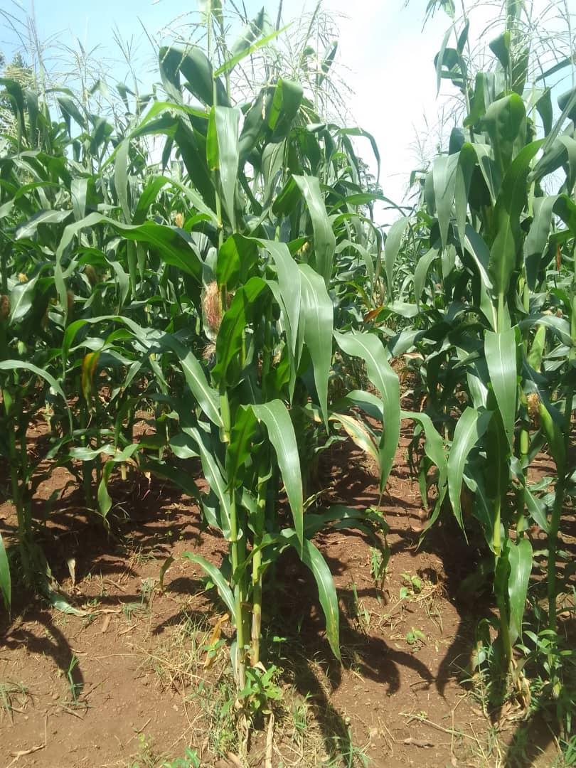 Village agent training farmers on good agronomic practices