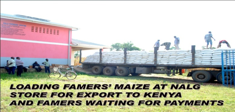 Bulked maize sacks ready for market at NALG Agribusiness Centre