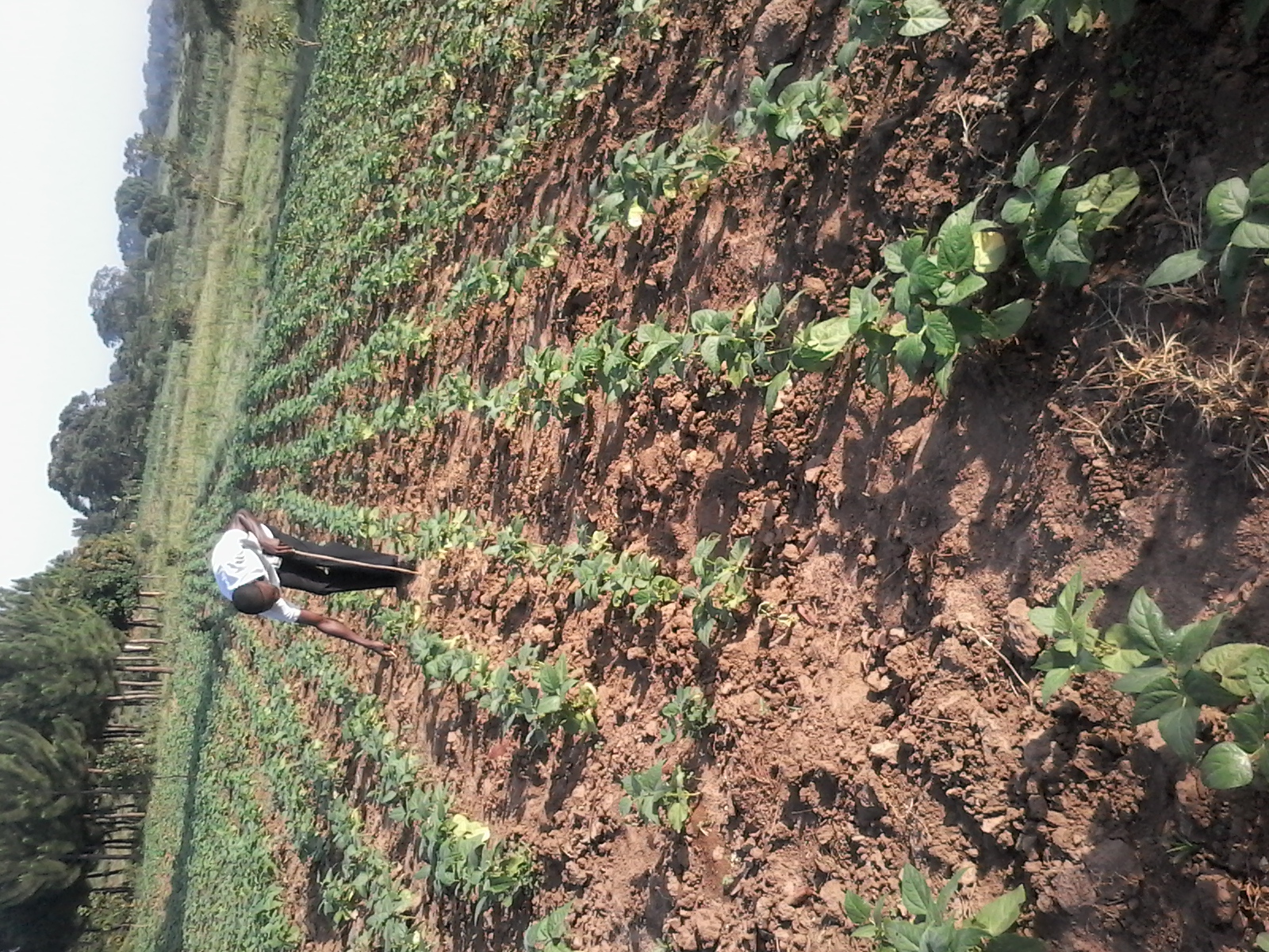 Farmer standing proudly in the field with harvest