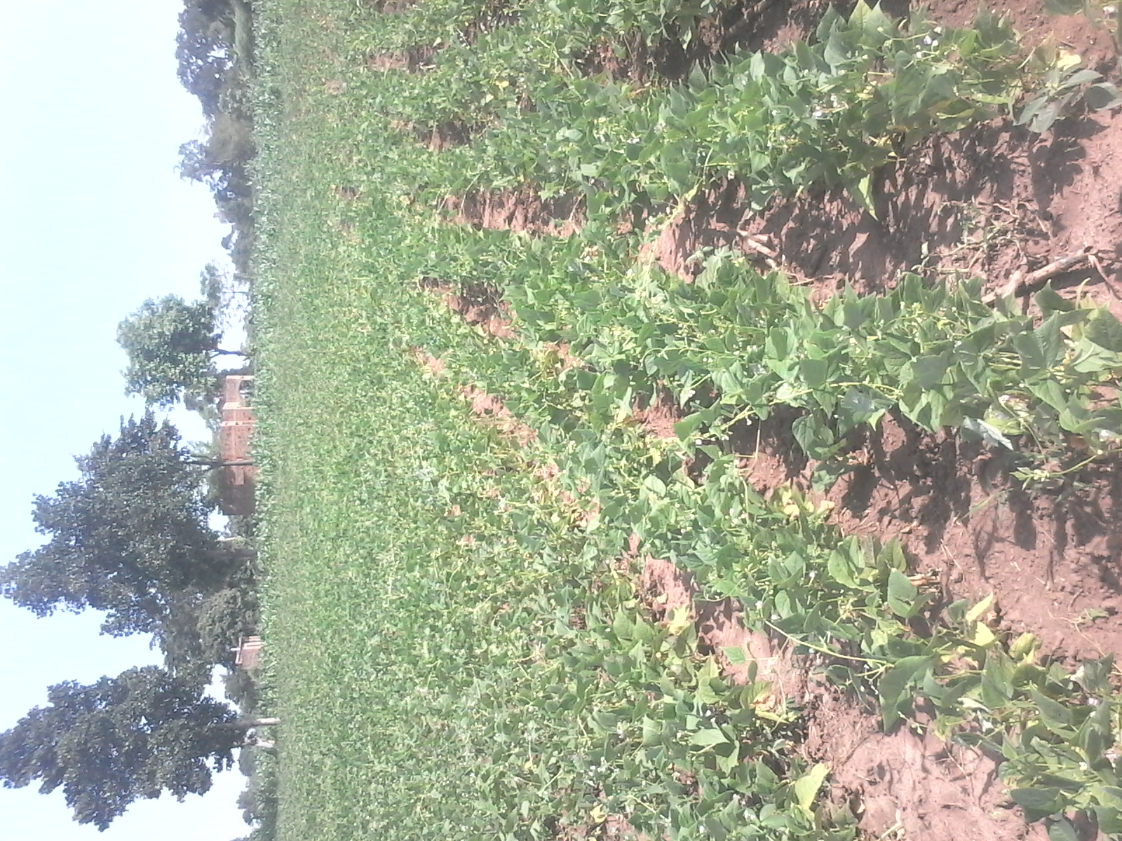 Farmer standing proudly in the field with harvest