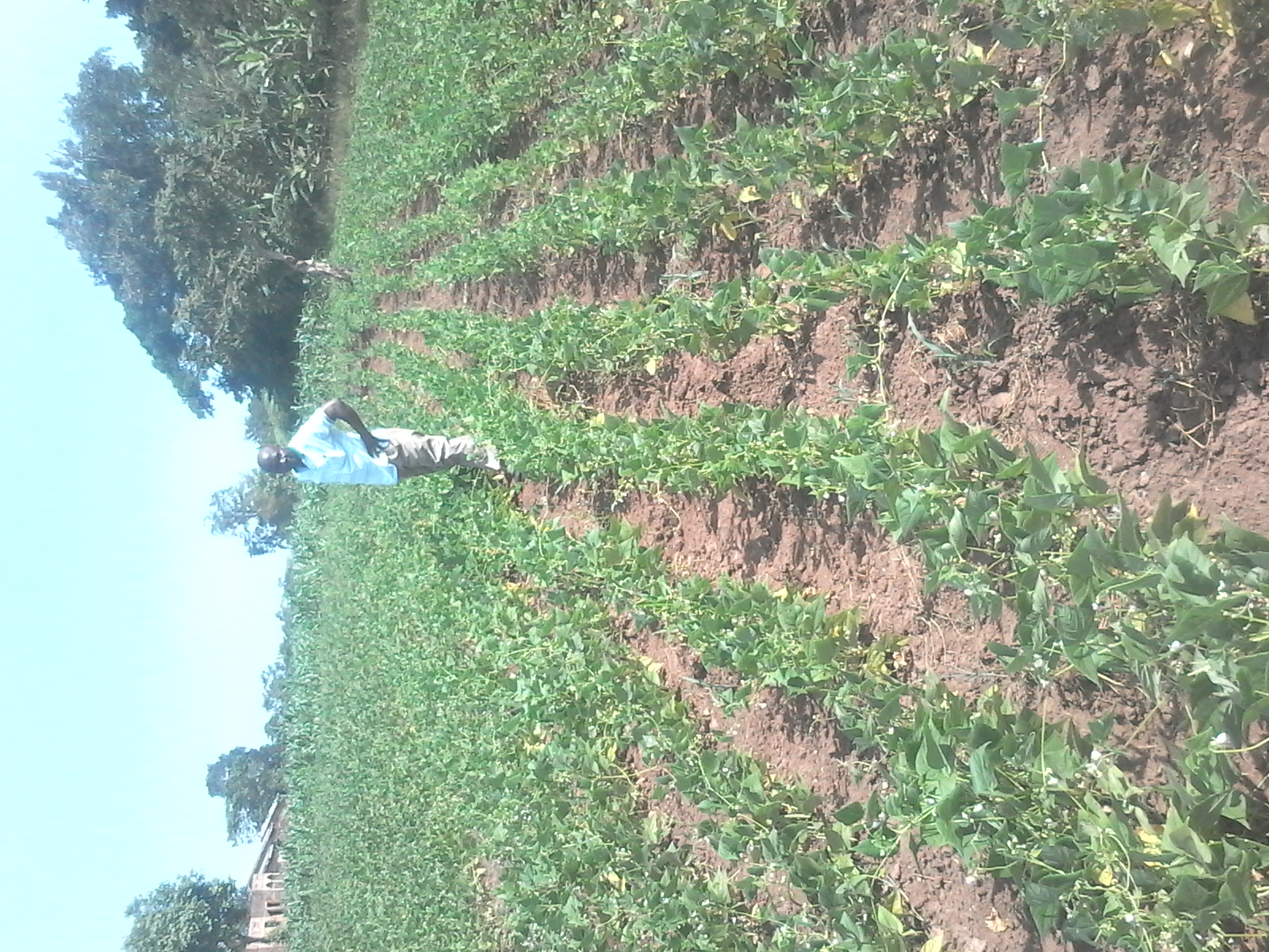 Farmer standing proudly in the field with harvest