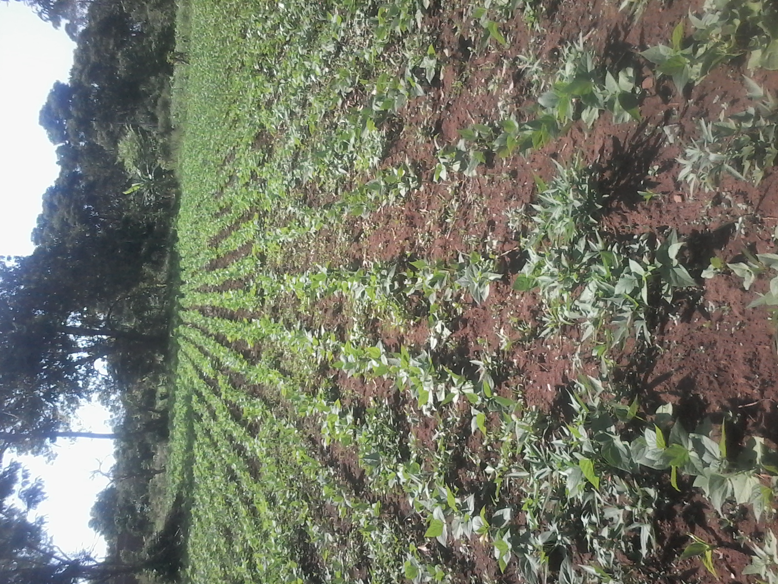 Farmer standing proudly in the field with harvest