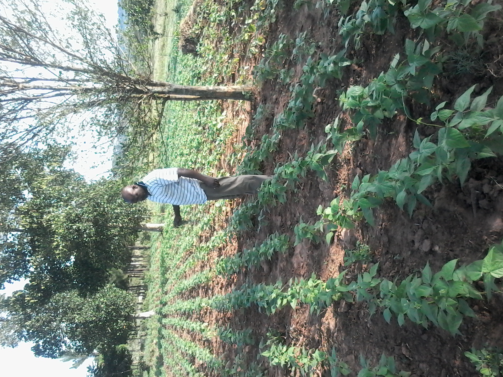 Farmer standing proudly in the field with harvest