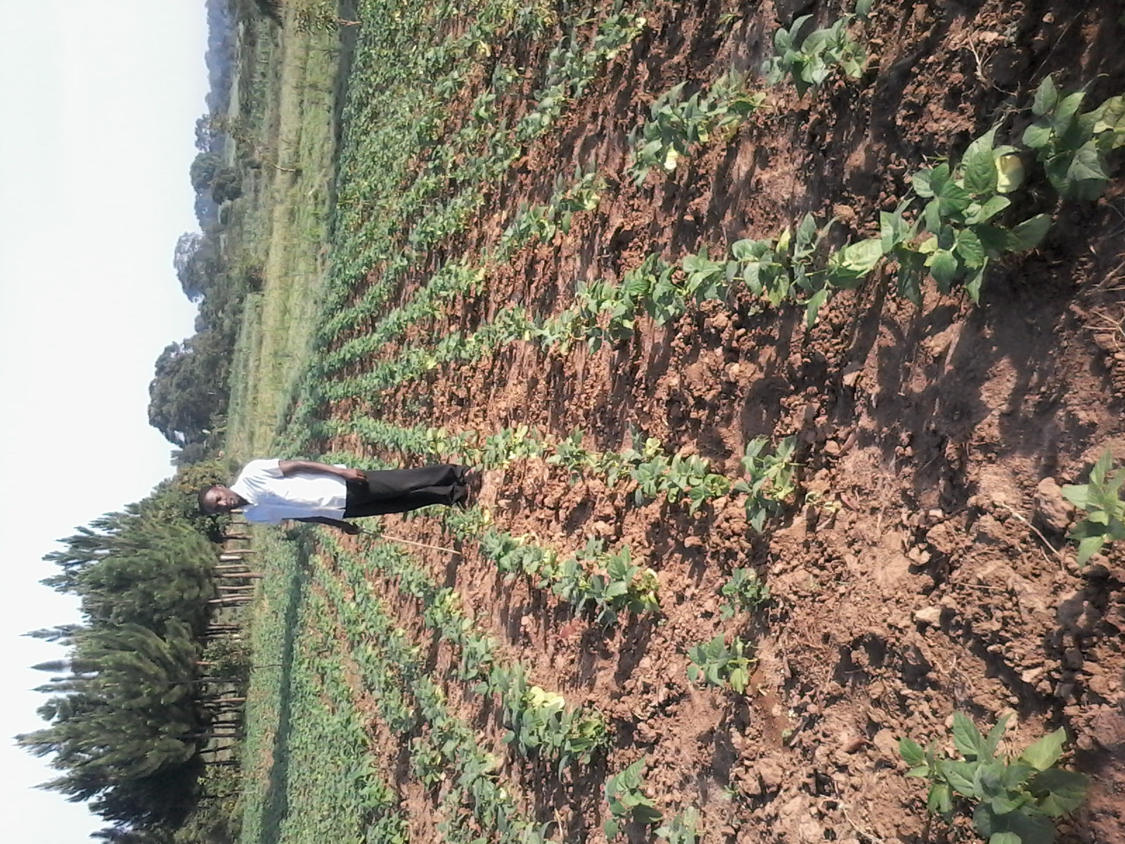 Farmer standing proudly in the field with harvest