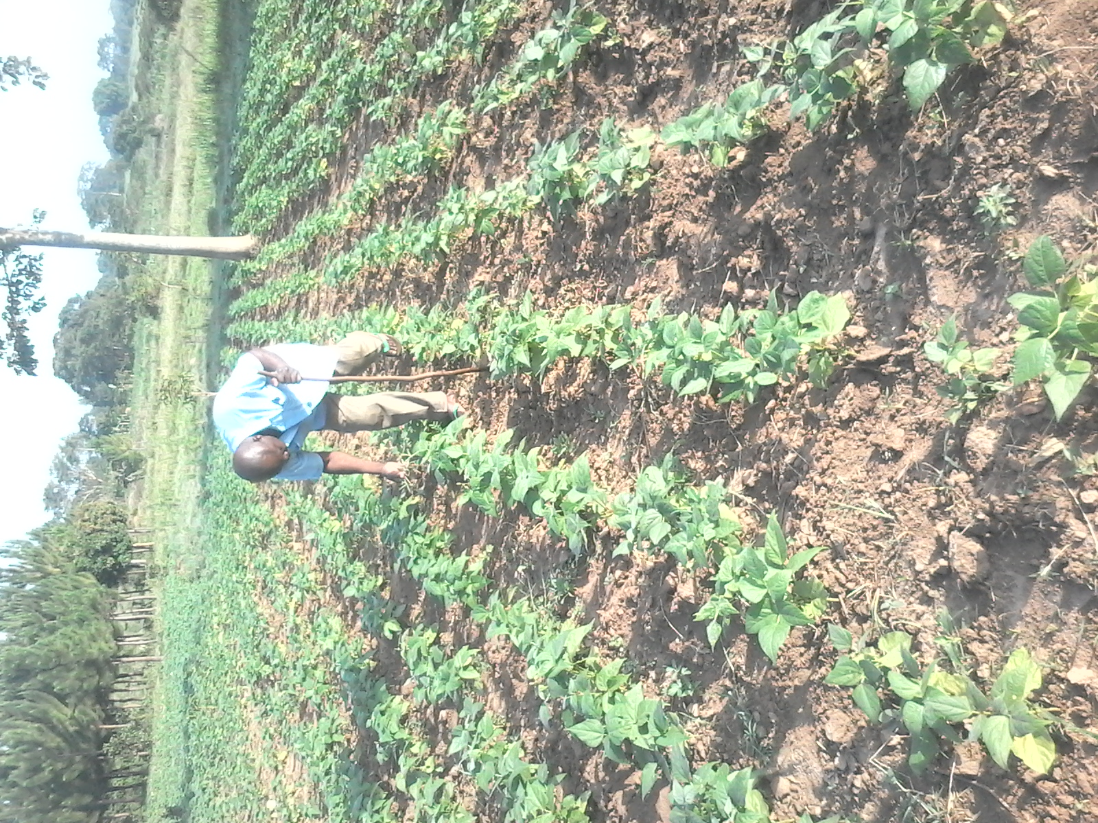 Farmer standing proudly in the field with harvest