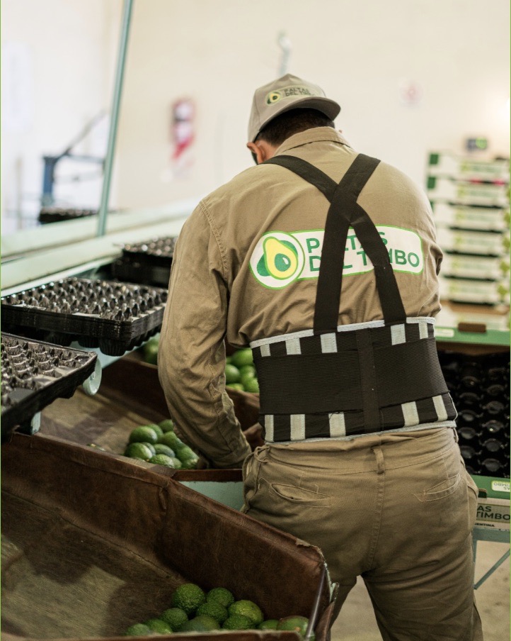 Packing Paltas El Timbó