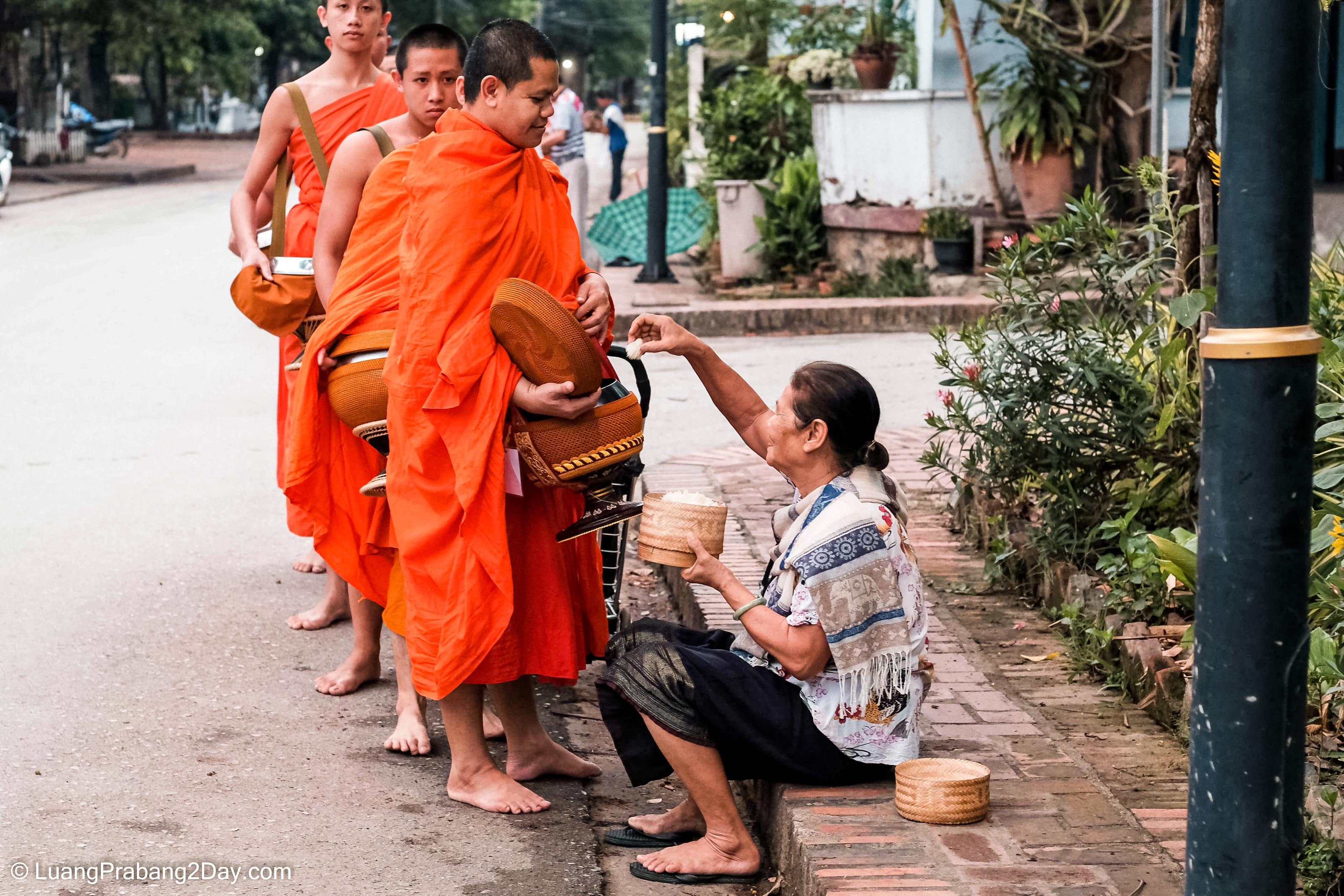 Local resident offering sticky rice to Buddhist monks during morning alms in Luang Prabang Local resident offering sticky rice to Buddhist monks during morning alms in Luang Prabang