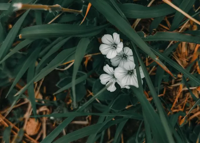 viresh-thakur-zwcrt0askku-unsplash-6ab261fd16219.webp