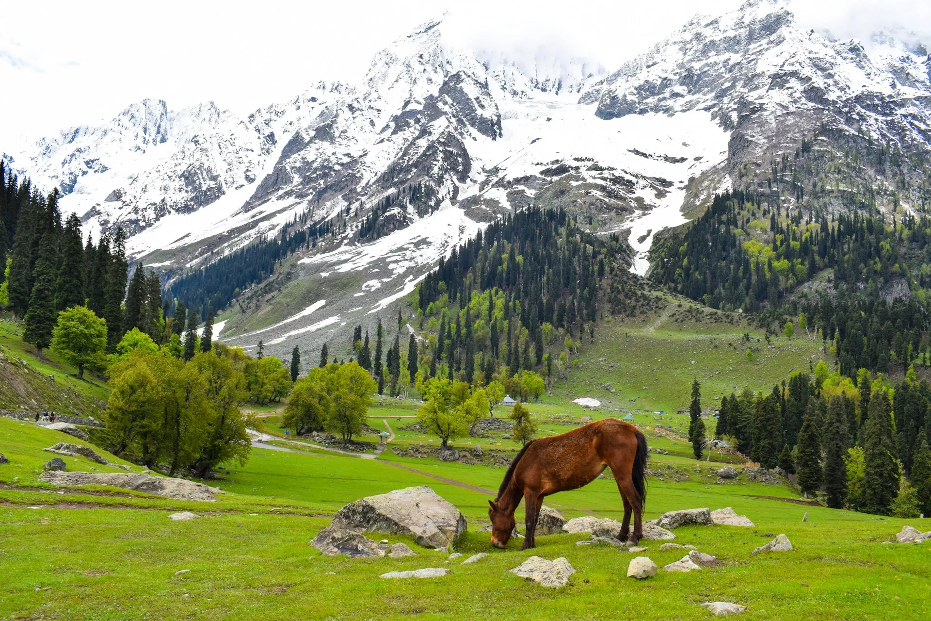 Peaceful Kashmir landscape with a grazing horse and snow-covered mountains